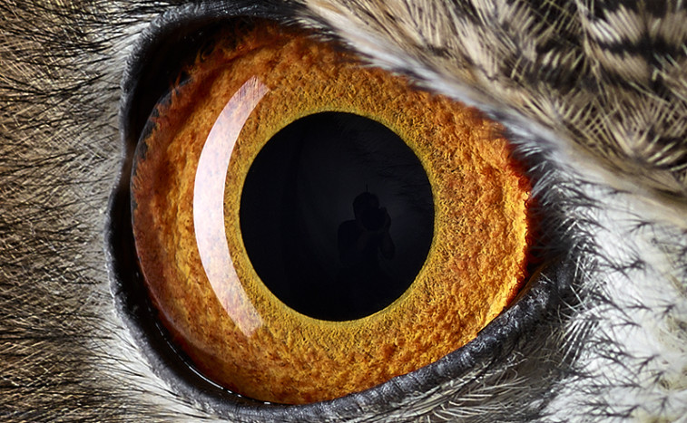 Can You Guess The Wild Faces Behind These Animal Eyes? | World Science Festival