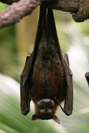 Why don’t bats get dizzy?
