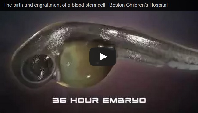 The birth and engraftment of a blood stem cell | Boston Children’s Hospital
