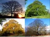 Adopt A Tree (One Tree Through the Seasons)