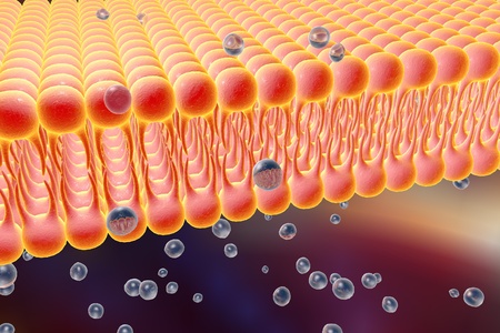 63380940 - cell membrane, lipid bilayer, 3d illustration of a diffusion of liquid molecules through cell membrane