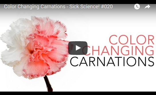Colour Changing Carnations – Sick Science! #020