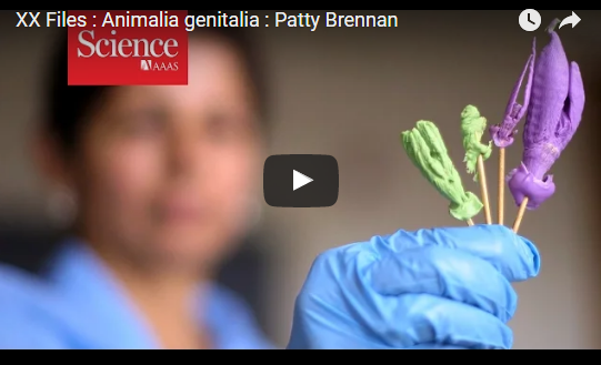 XX Files : Animalia genitalia : Patty Brennan