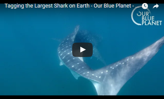 Tagging the Largest Shark on Earth – Our Blue Planet