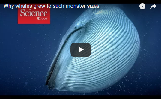 Why whales grew to such monster sizes