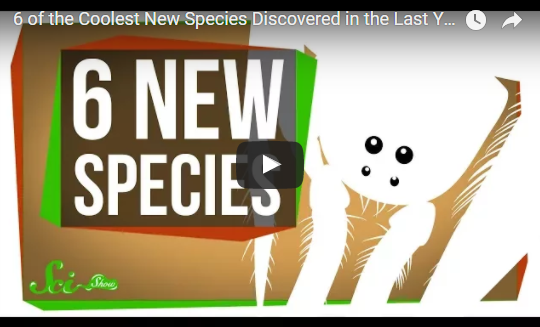 6 of the Coolest New Species Discovered in the Last Year