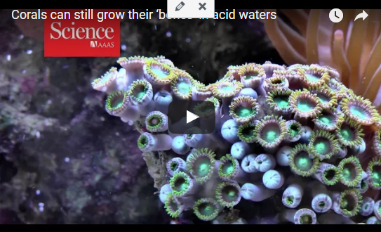 Corals can still grow their ‘bones’ in acid waters