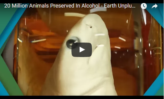 20 Million Animals Preserved In Alcohol – Earth Unplugged