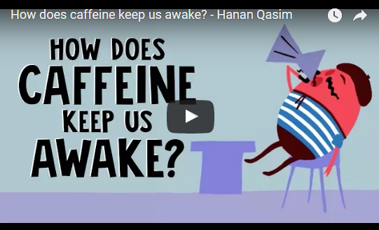 How does caffeine keep us awake? – Hanan Qasim TED-Ed