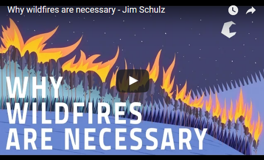 Why wildfires are necessary – TED Ed – Jim Schulz