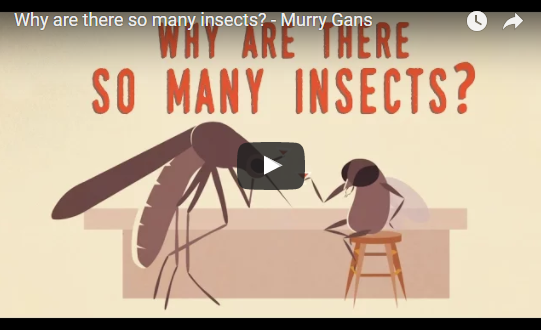 Why are there so many insects? – TED Ed – Murry Gans