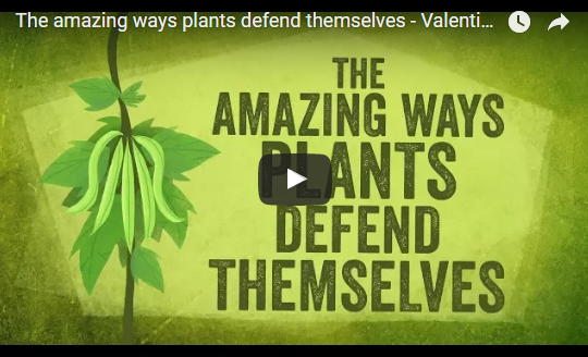 The amazing ways plants defend themselves – Valentin Hammoudi