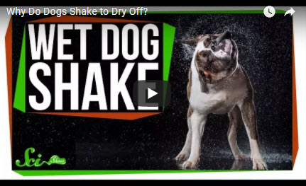 Why Do Dogs Shake to Dry Off?