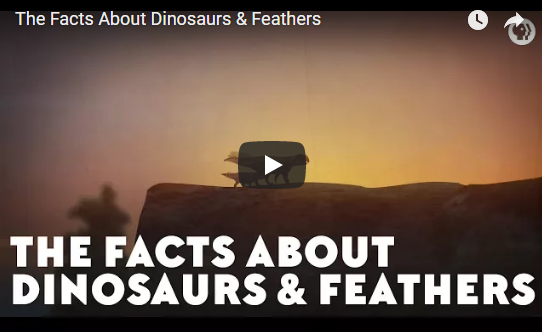 The Facts About Dinosaurs & Feathers