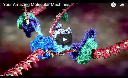 Your Amazing Molecular Machines – Veritasium
