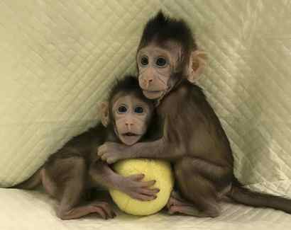 Scientists clone monkey for first time, moving closer to prospect of human cloning – Globe and Mail