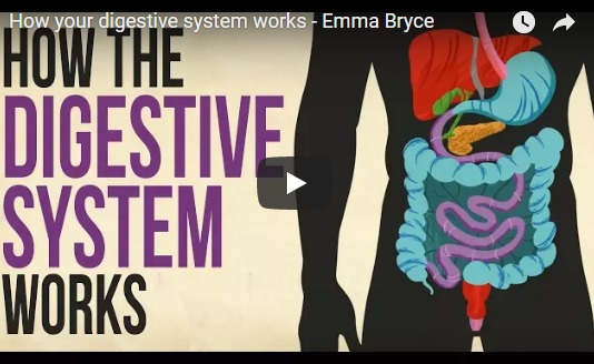 How your digestive system works TED-Ed