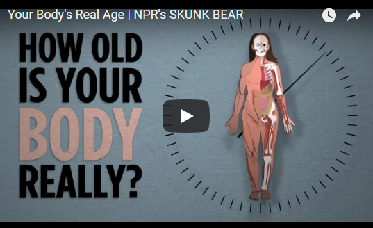 Your Body’s Real Age | NPR’s SKUNK BEAR