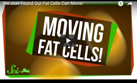 We Just Found Out Fat Cells Can Move!