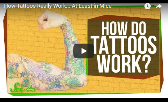 How Tattoos Really Work… At Least in Mice