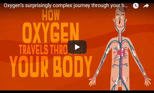 Oxygen’s surprisingly complex journey through your body – TED Ed