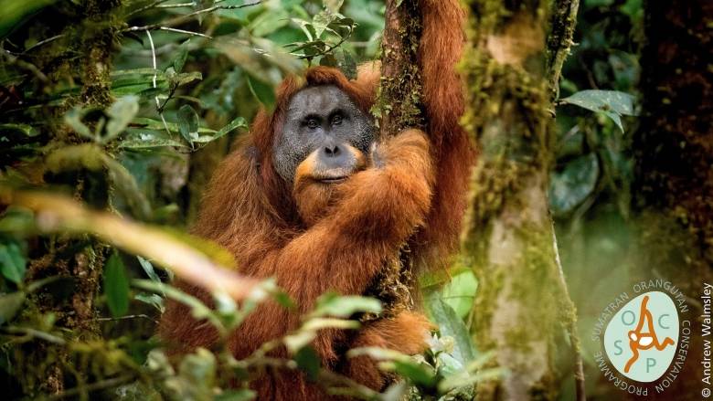 Top 10 new species of 2018 include volcanic bacterium and a hitchhiking beetle | CBC News