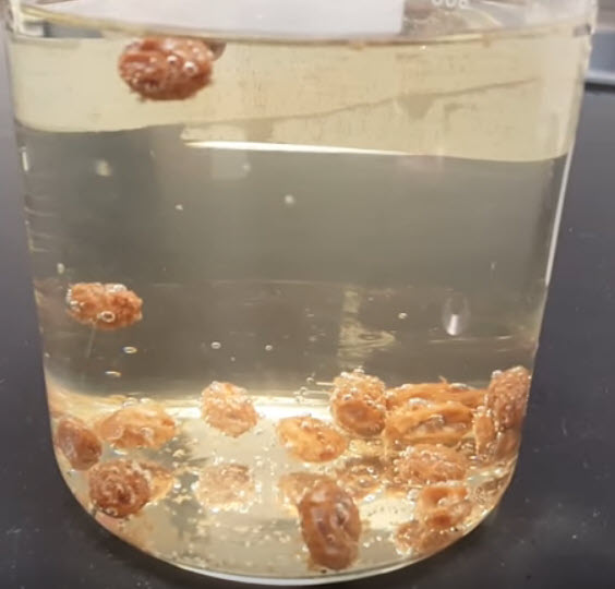 Sewer Lice – Flinn Scientific Canada