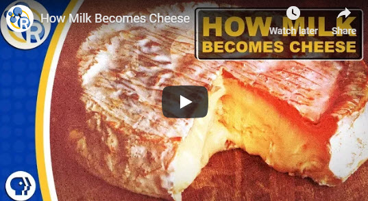 How Milk Becomes Cheese