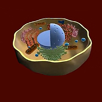3-D Animations of the Human Cell – submitted by Natalia Arbouzova | STAO