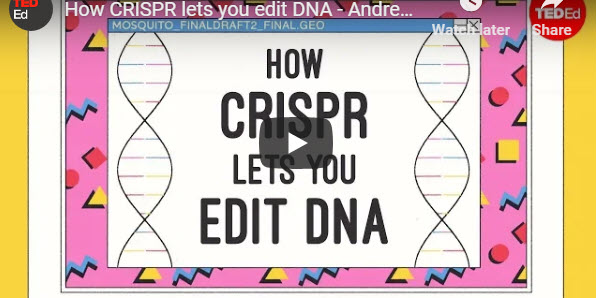 How CRISPR lets you edit DNA – TED Talk by Andrea M. Henle