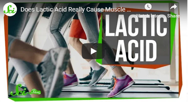 Does Lactic Acid Really Cause Muscle Pain?