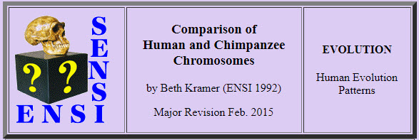 Comparative Chromosomes – submitted by Laura Wodlinger