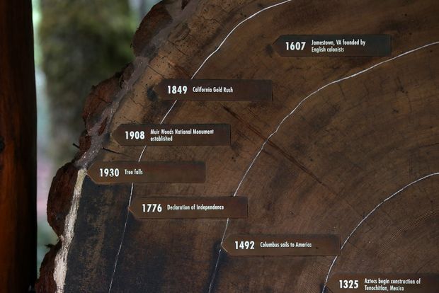 Tree rings show human effect on climate goes back more than a century – The Globe and Mail