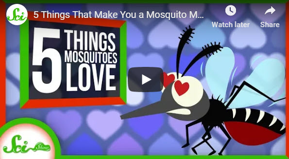 5 Things That Make You a Mosquito Magnet – YouTube