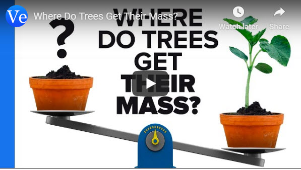 Where Do Trees Get Their Mass? – Veritassium