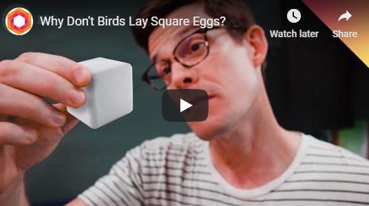 Why Don’t Birds Lay Square Eggs?