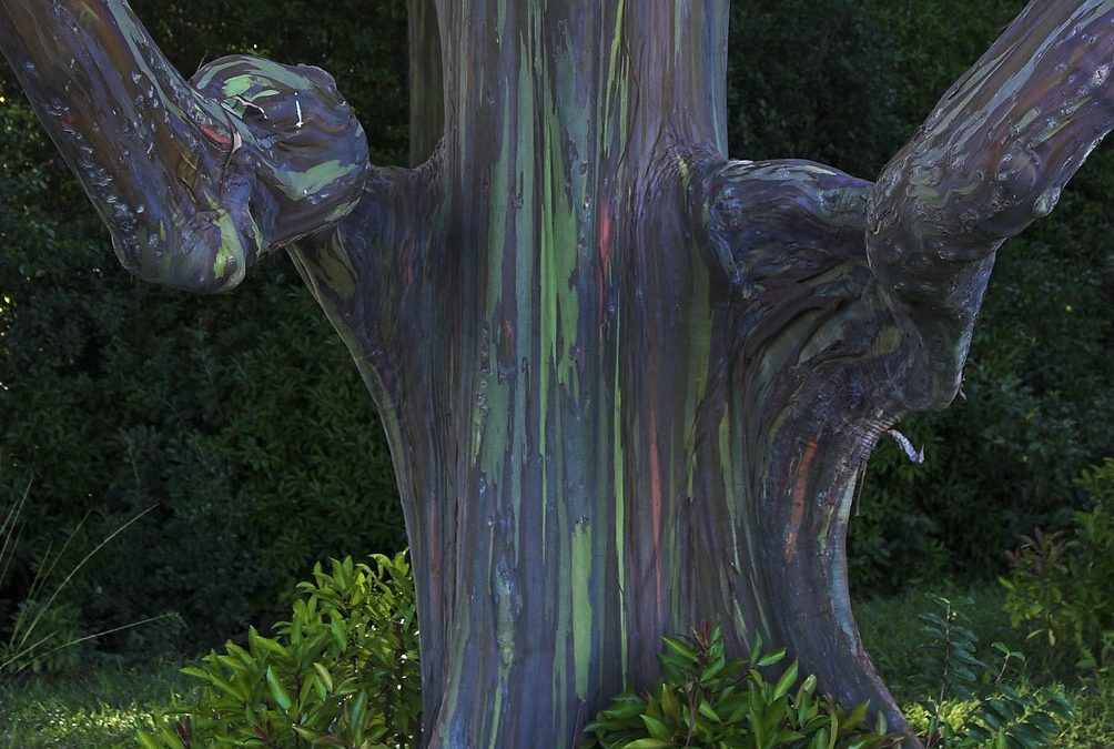 Rainbow Eucalyptus: The Most Beautiful Tree in the World – submitted by Kris Lee