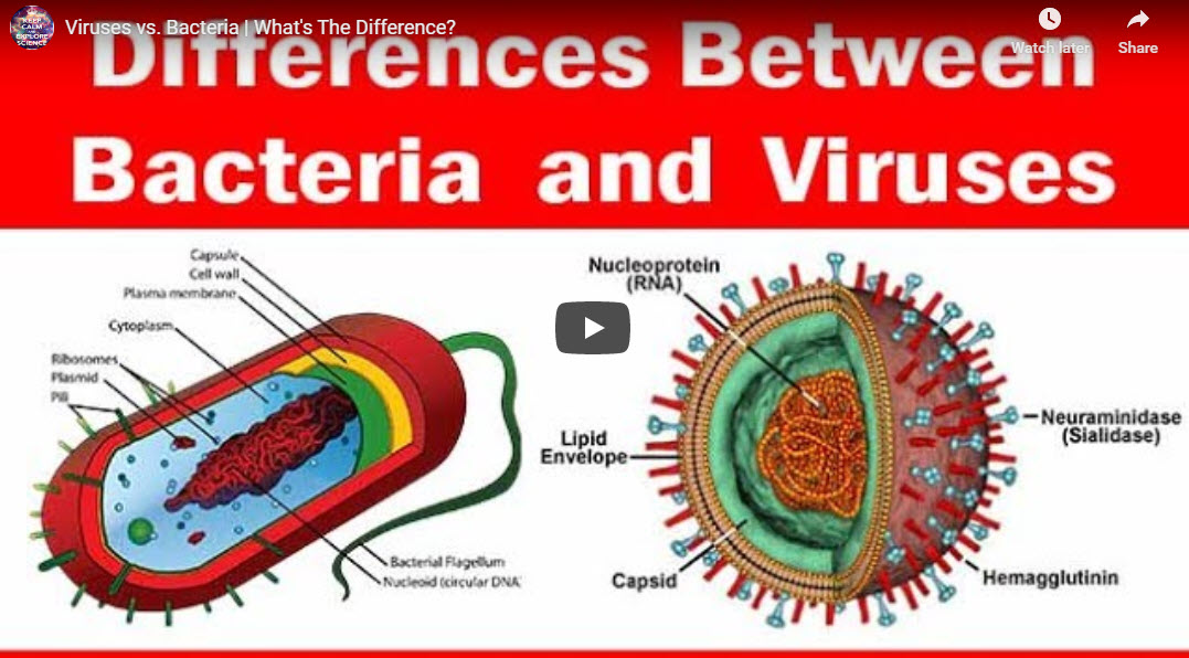 Viruses vs. Bacteria | What’s The Difference?
