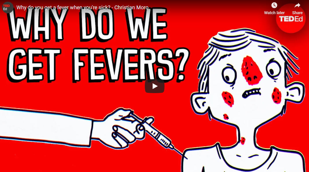 Why do you get a fever when you’re sick? – TED-Ed