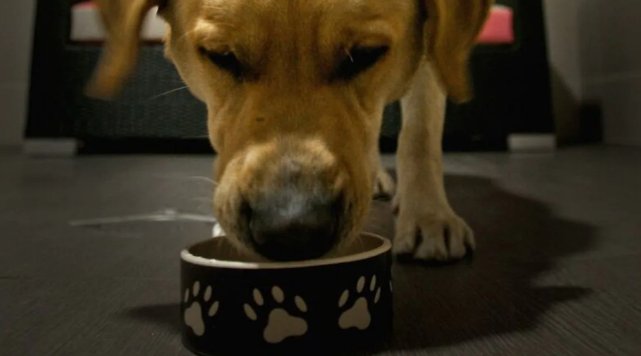 Insect-based dog food aims to cut your pet’s carbon pawprint (CBC News) – submitted by Leila Knetsch