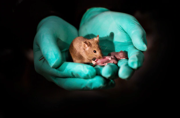 a mouse held in two hands