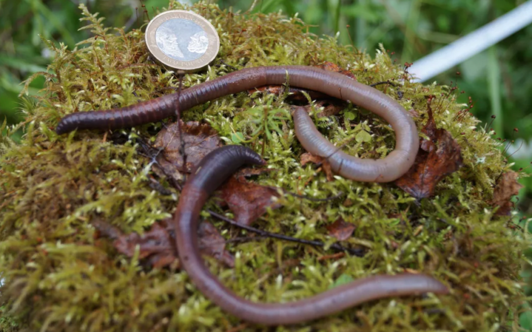 Invasive earthworms are remaking our forests, and climate scientists are worried -submitted by Kris Lee