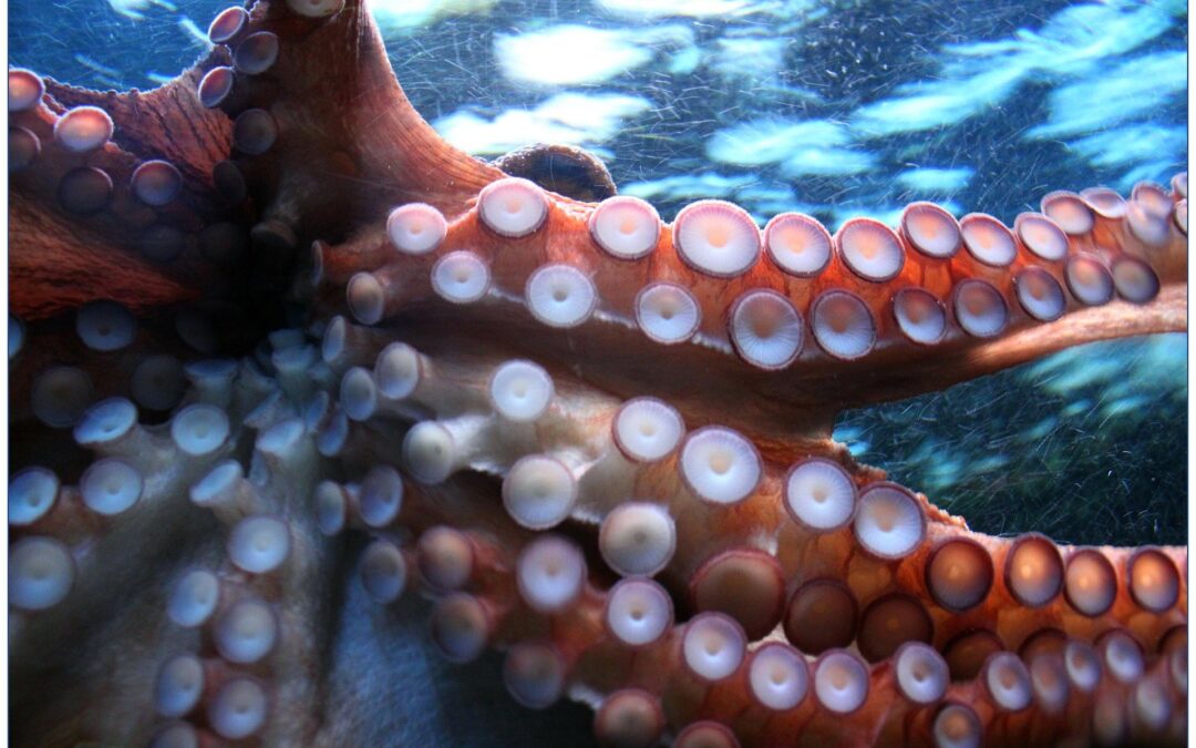 Octopuses are using human garbage as shelter, camouflage and more – CBC article